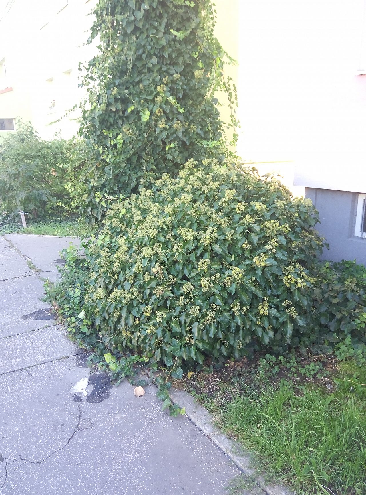 sidewalk bush